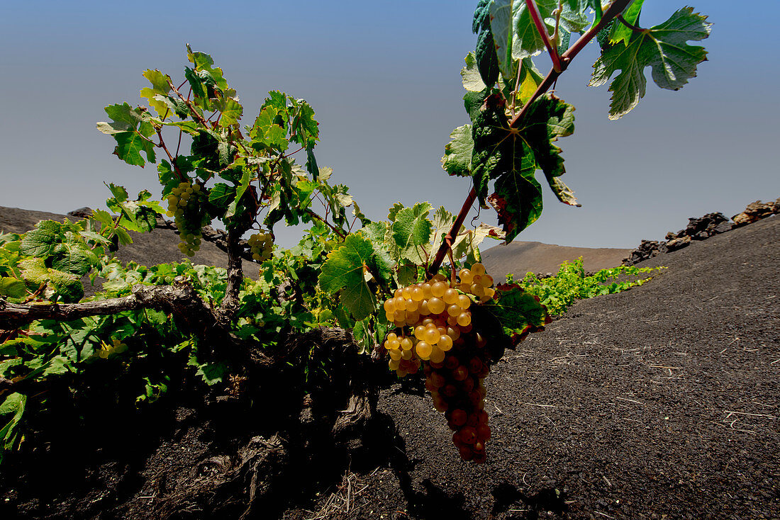 Traditional farming method in the wine-growing region of La Geria in Lanzarote. La Geria, Lanzarote, Canary Islands, Spain, Europe