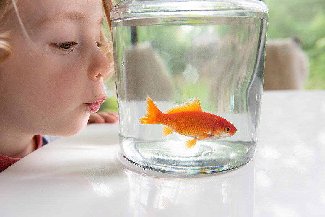 Neugieriger Junge, der Goldfisch im Glas betrachtet