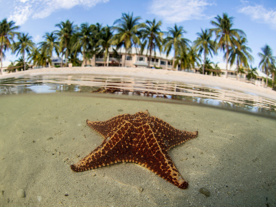 Seestern im seichten Wasser am Starfish Beach, Grand Cayman, Cayman Islands