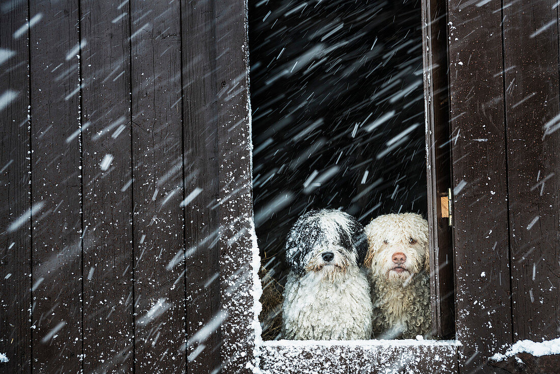 Hunde schauen vom Scheunenfenster aus in den Schnee