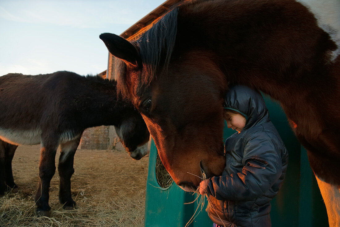 Mädchen fütter das Pferd