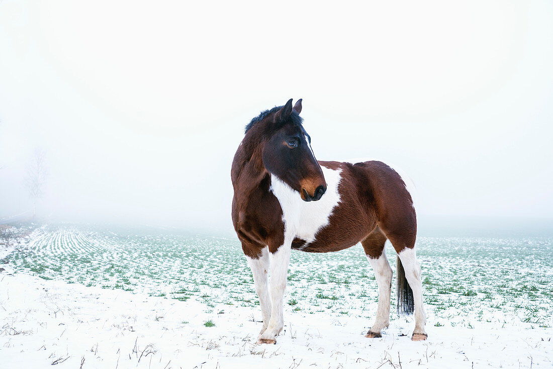 Beautiful brown and white horse in snowy, rural field