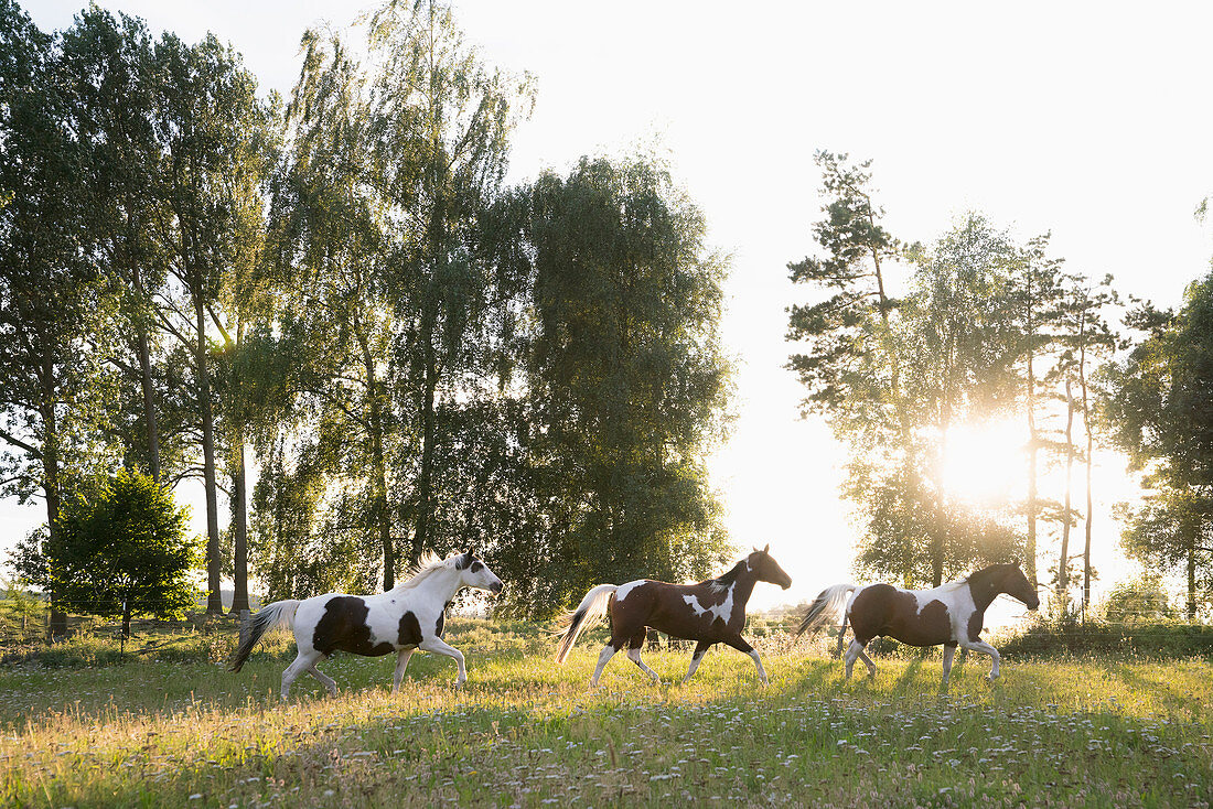 Brown and white horses running in idyllic, rural field