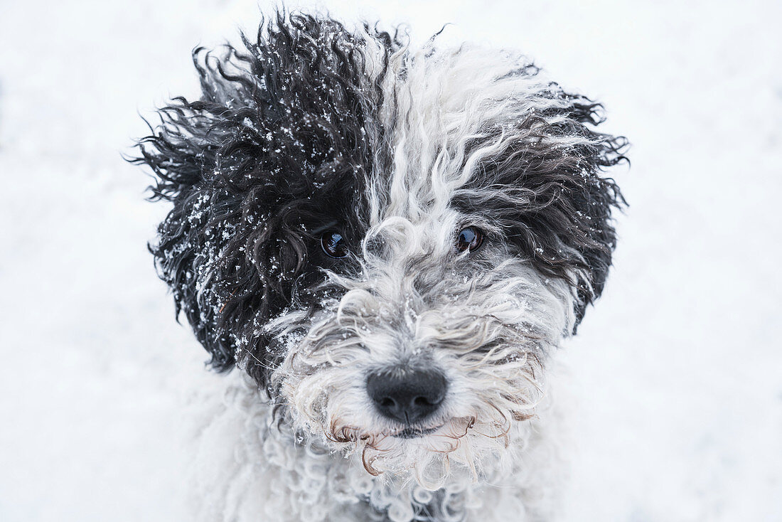 Süßer Hund im Schnee