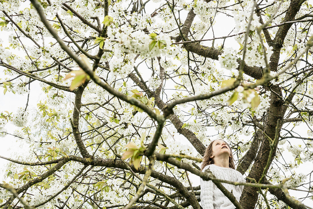 Girl climbing spring apple blossom tree