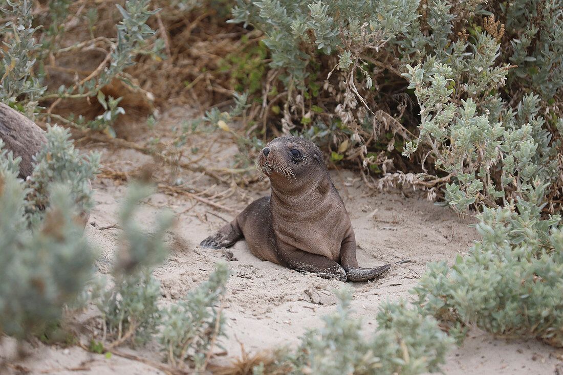 Robbenbaby im Sand, Seal Bay, Känguru-Insel, Australien