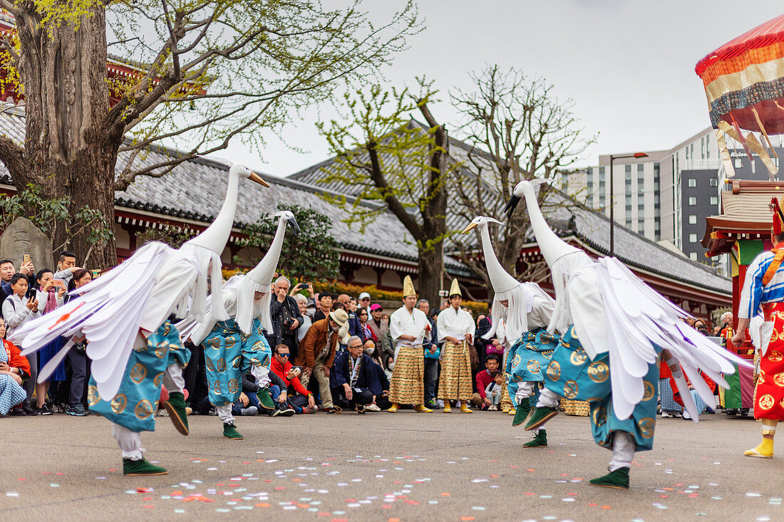 Festival der Hakucho-Höckerschwäne (weißer Reiher), Sensoji-Tempel, Asakusa, Tokyo, Japan, Asien