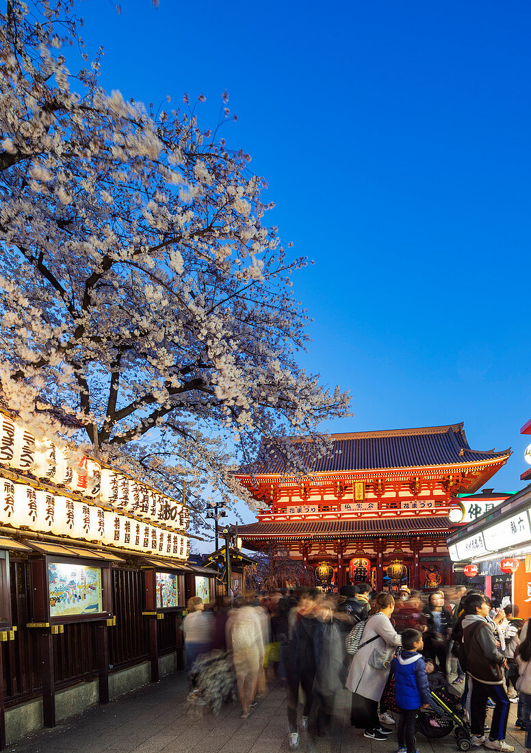 Spring cherry blossoms, Sensoji temple, Asakusa, Tokyo, Japan, Asia