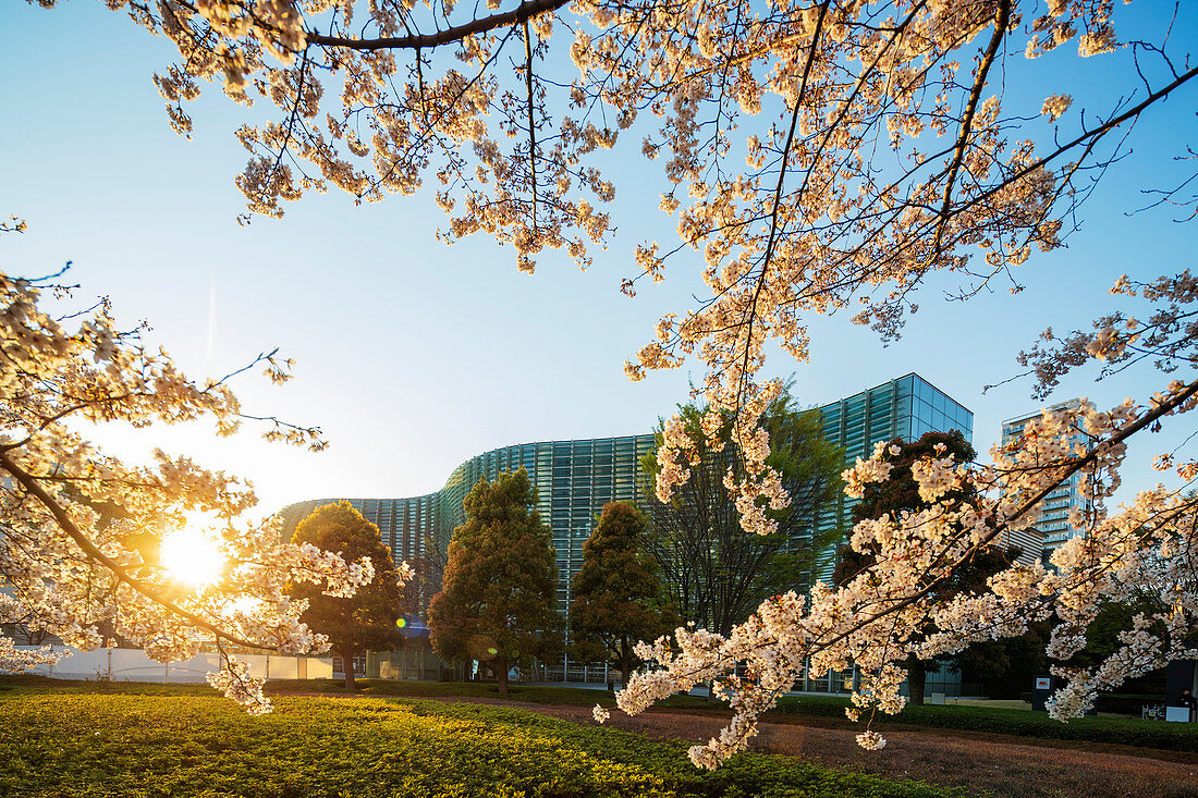 Kirschblüten im Frühling, das nationale Kunstzentrum, Roppongi, Tokyo, Japan, Asien