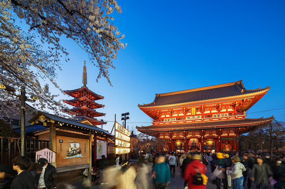 Asia, Japan, Tokyo, spring cherry blossoms, Asakusa, Sensoji temple