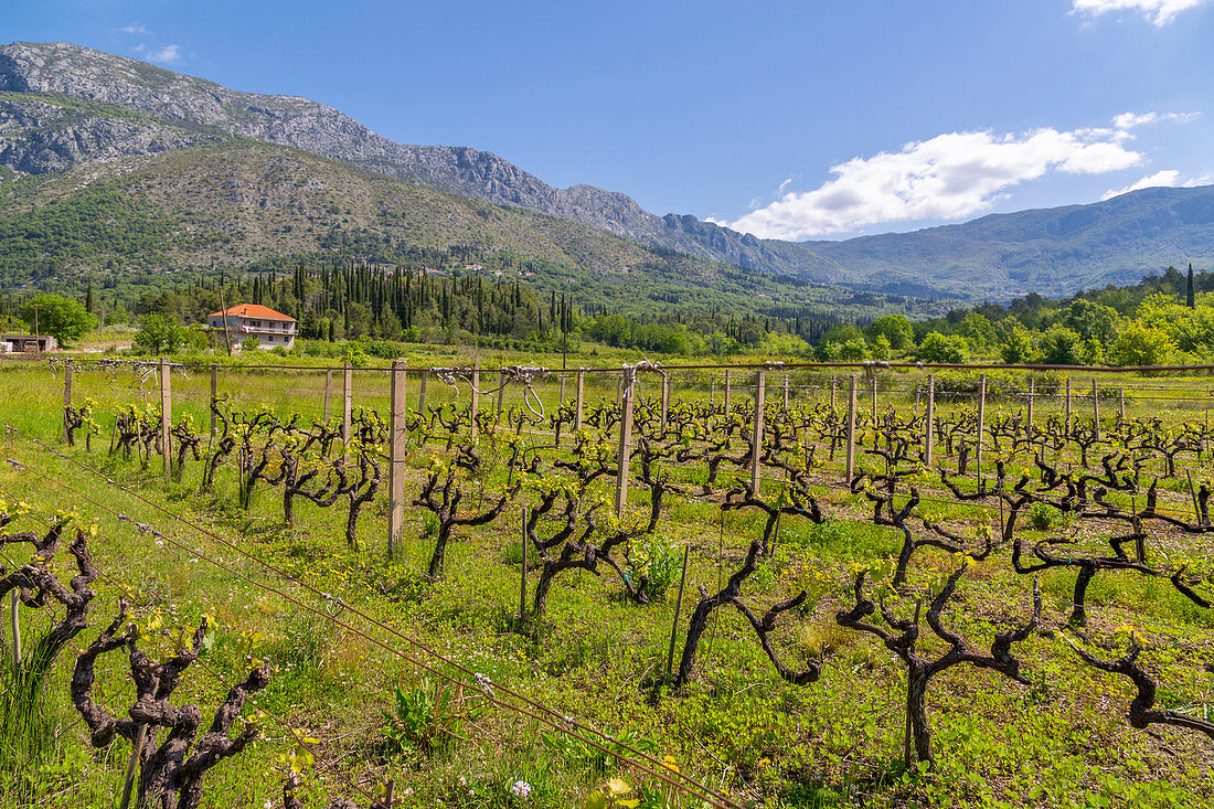 Weinberg und Landschaft nahe Gruda an einem sonnigen Frühlingstag, Dunave, Kroatien, Europa