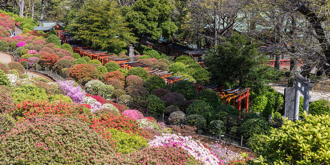 Torii gates at Nezu Shrine in Bunkyo ward, Tokyo, Japan, Asia