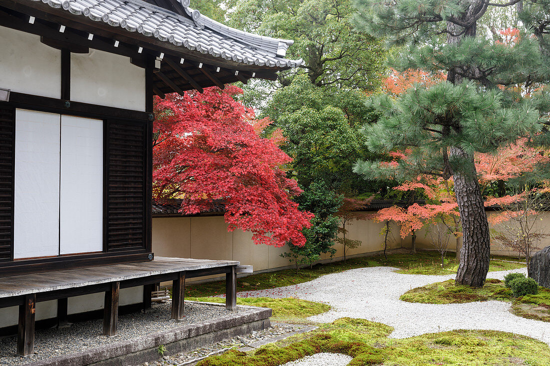 Herbstfarbe in Rozanji-Tempel in Kyoto, Japan, Asien