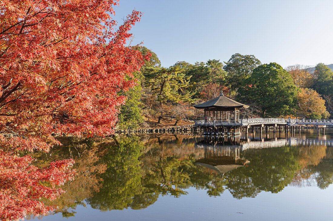 Autumn color around Ukimido Pavilion on the Sagiike Pond, Nara Park, Nara, Japan, Asia