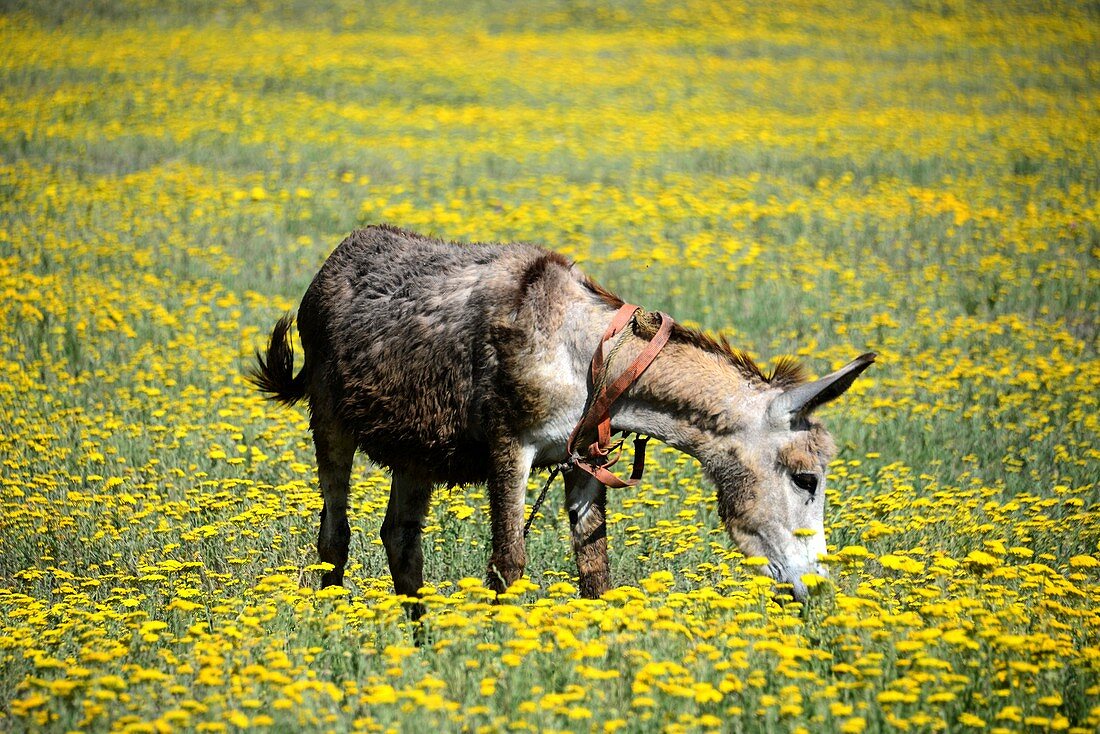Donkey is resting on spring meadow at Bolnisi, south of Tiblis, Georgia
