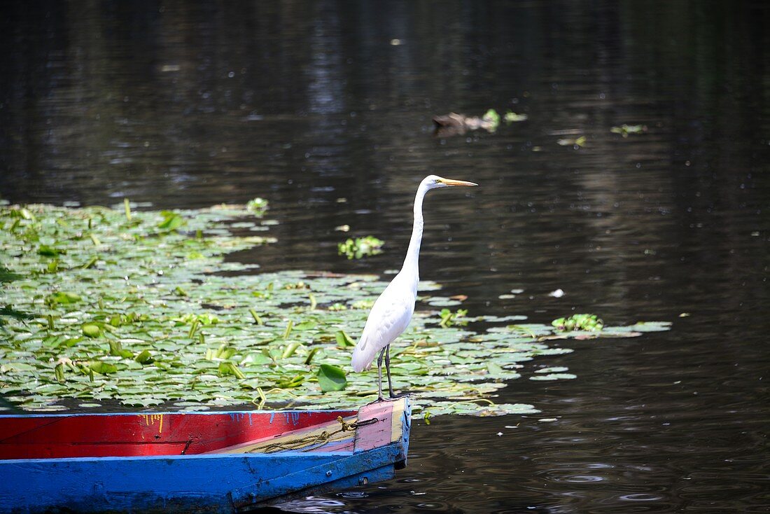 Ein Kranich auf einem bunten Boot, Kanäle von Xochimilco, Mexico City, Mexiko