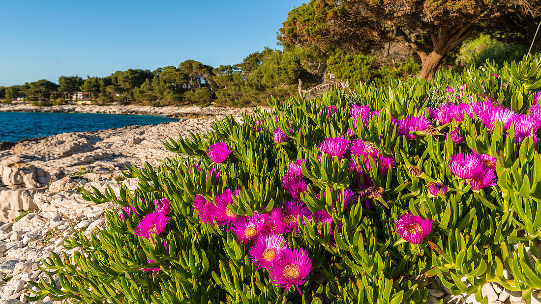 Flowers on the coast of Dugi Otok, Croatia