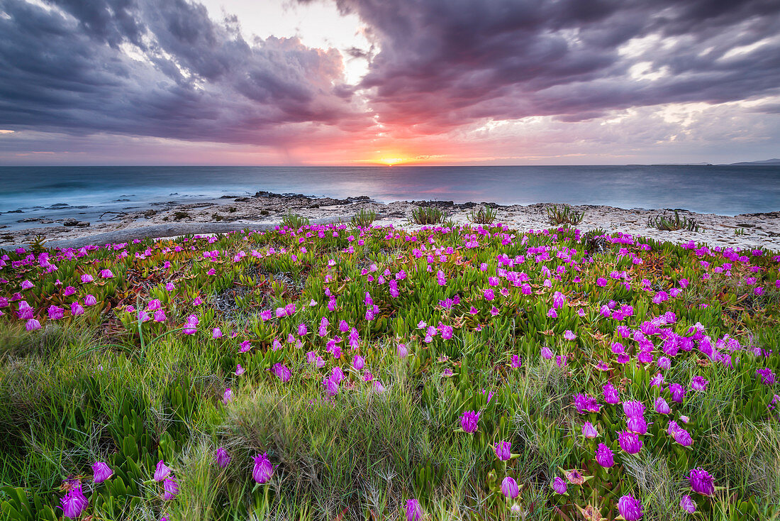 Blumen im Sonnenuntergang an der Küste von Dugi Otok, Kroatien