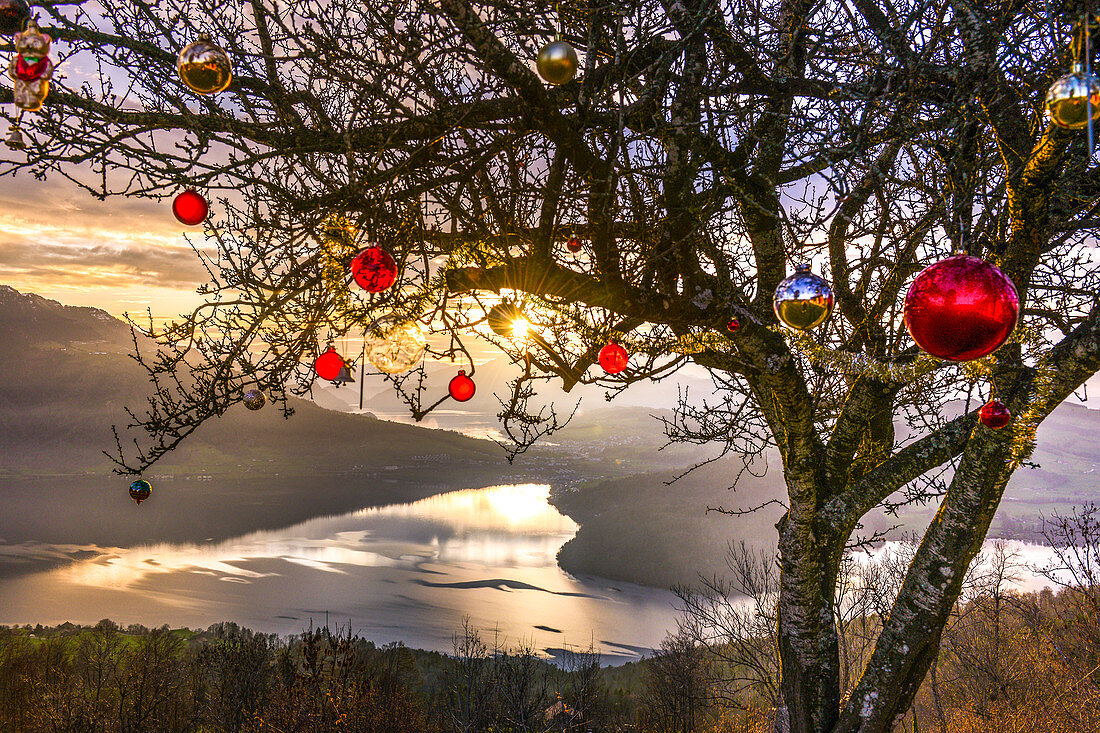 Baum oberhalb des Zugersees, geschmückt mit Christbaumkugeln, Zugerberg, Schweiz