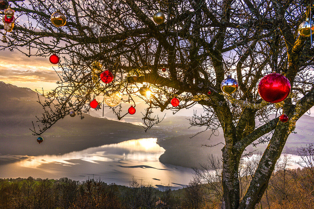 Tree above Lake Zug is decorated with Christmas baubles. Zugerberg. Switzerland