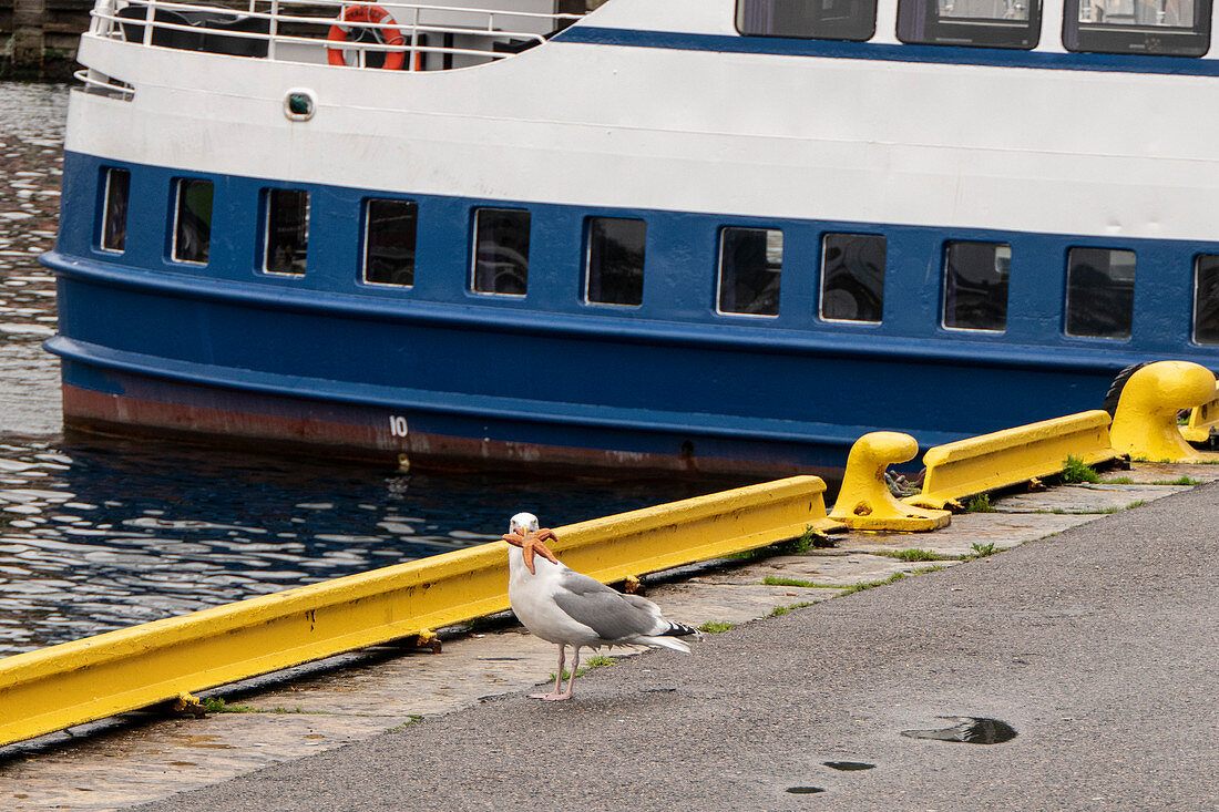 Gull at the harbor in Bergen has caught a starfish. Norway
