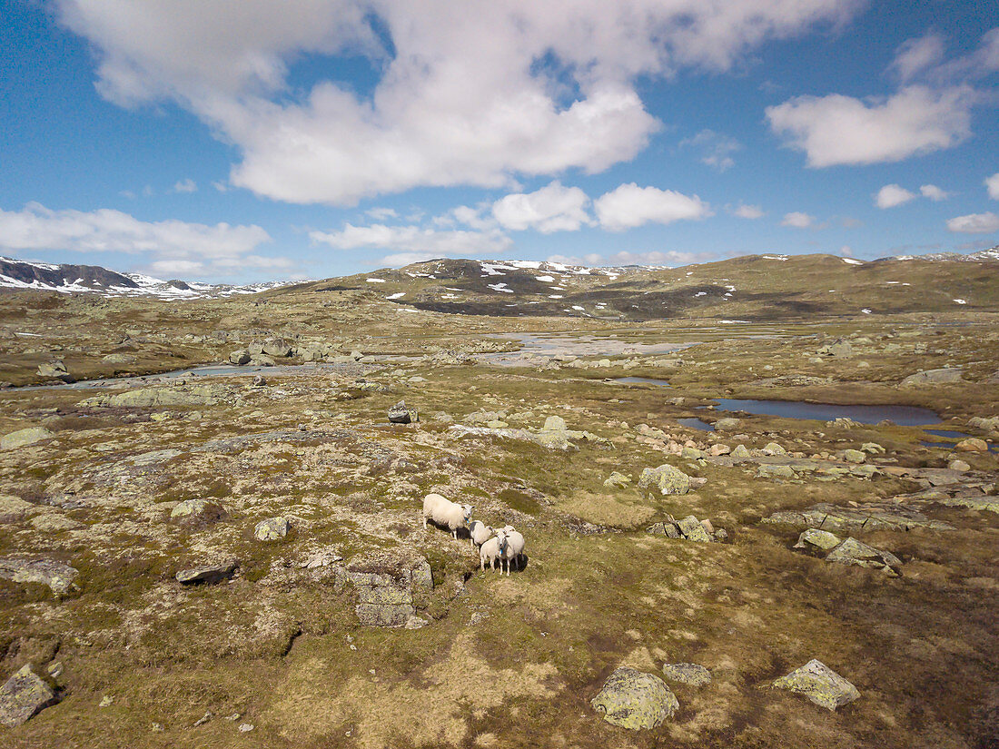 A herd of sheep stands on a summer day with blue sky in the mountains of Norway between the glacier rock in the meadow and looks up to the drone. Norway, Finse