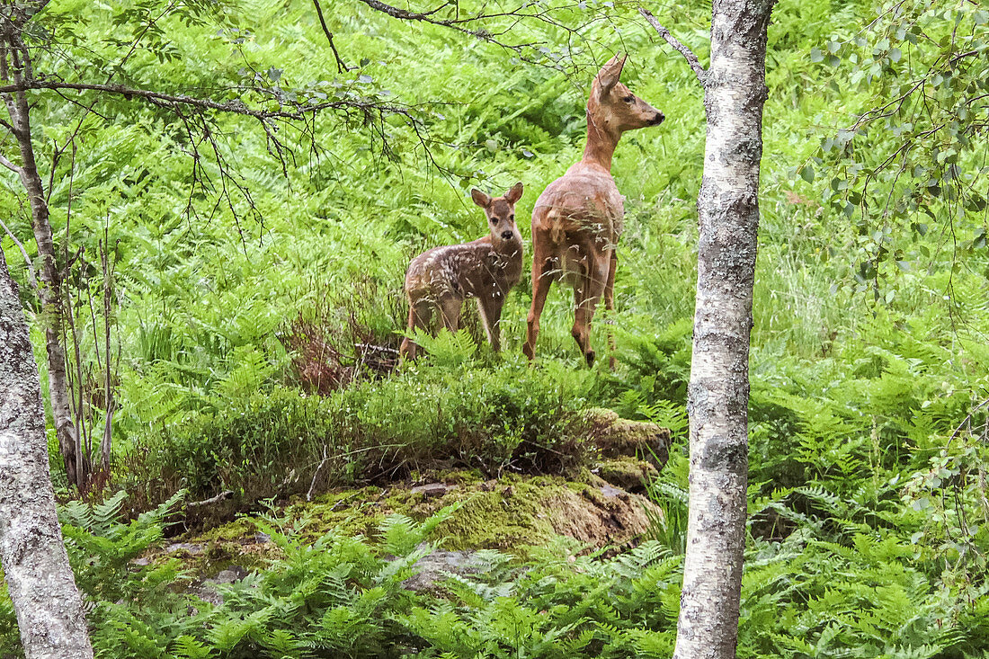 Deer stands with fawn in the fern at the forest edge of Skrelia, Norway.
