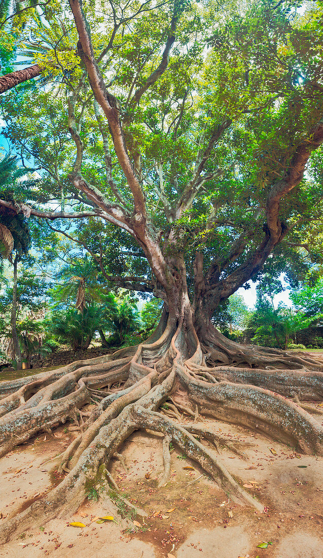 An old tree in Jardim Jose do Canto in Ponta Delgada on the island of Sao Miguel, Portugal