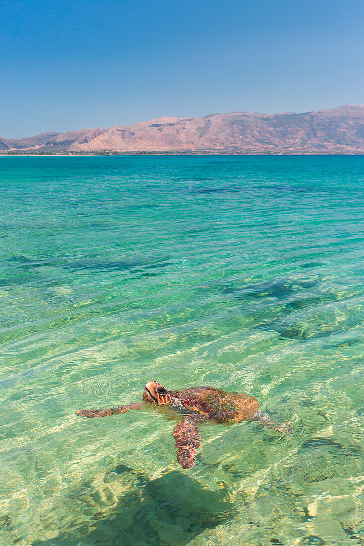 A specimen of Caretta Caretta turtle in the crystal water near Elafonissos coasts, Elafonissos, Laconia region, Peloponnese, Greece, Europe