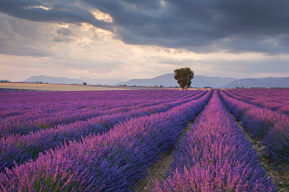 Ein einsamer Baum auf den Lavendelgebieten, Valensole-Hochebene, Provence, Südfrankreich, Frankreich, Europa