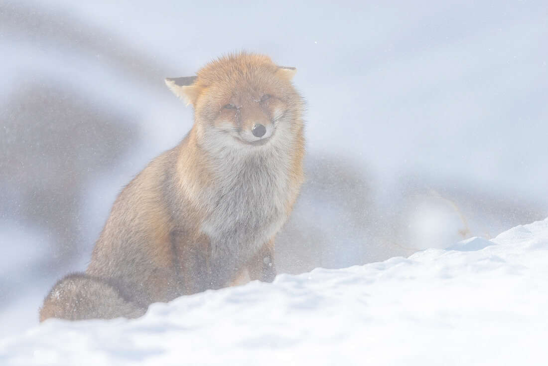 Fox an einem schneebedeckten Tag, Valle dell Orco, Nationalpark Gran Paradiso, Piemont, italienische Alpen, Italien