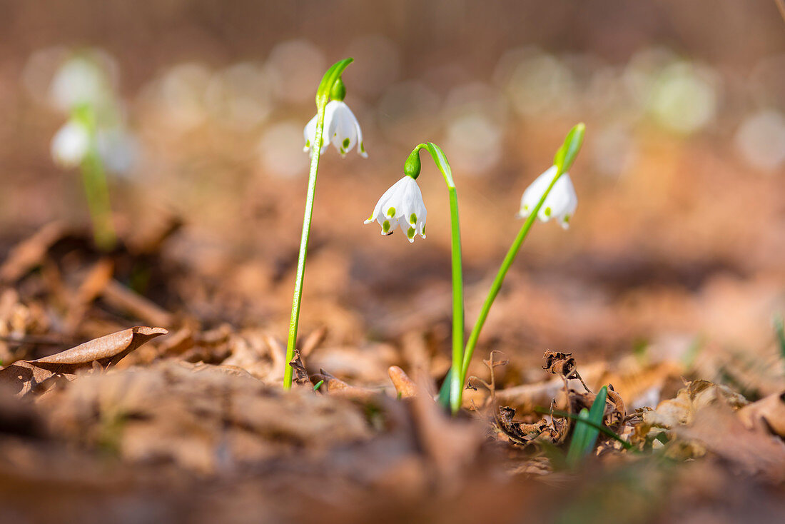 Spring bells, Lomellina, Ticino s Park, province of Pavia, Lombardy, Italy