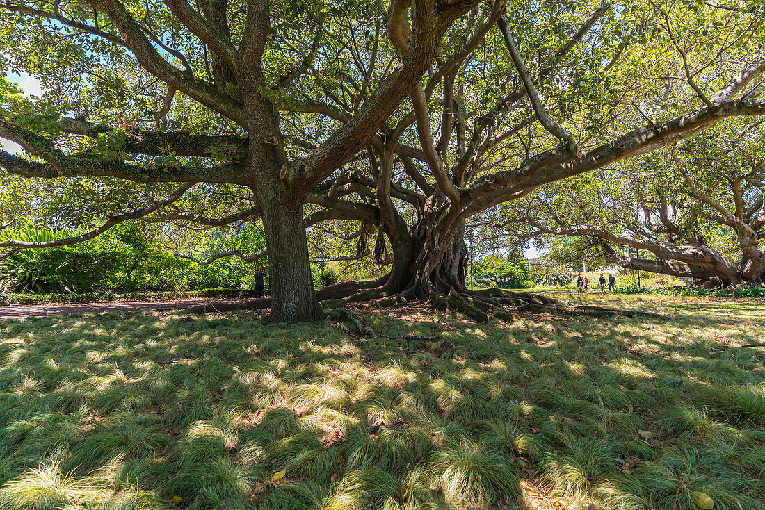 Moreton Bay Fig in Albert Park. Auckland City, Auckland region, North Island, New Zealand.