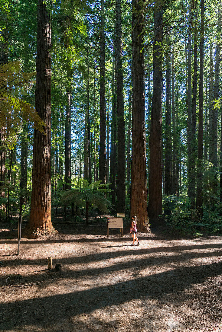 Frau am Redwoods, Whakarewarewa Wald. Rotorua, Bay of plenty region, Nordinsel, Neuseeland