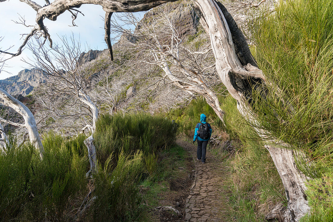 Woman hiking under dead trees on the trail from Pico Ruivo to Pico do Areeiro. Achada do Teixeira, Santana municipality, Madeira region, Portugal.