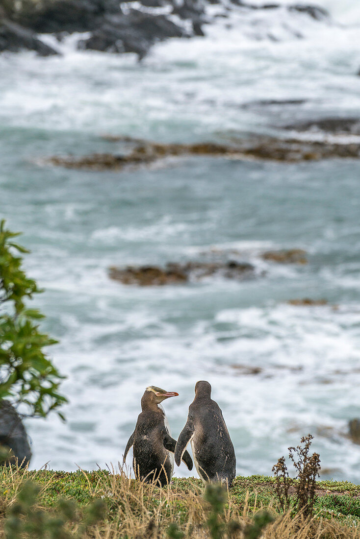 Gelbäugige Pinguine bei Katiki Point im Sommer. Moeraki-Halbinsel, Waitaki-Bezirk, Otago-Region, Südinsel, Neuseeland