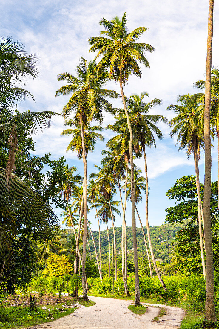 Die Union Estate Plantage auf der Insel La Digue. La Digue, Seychellen, Afrika