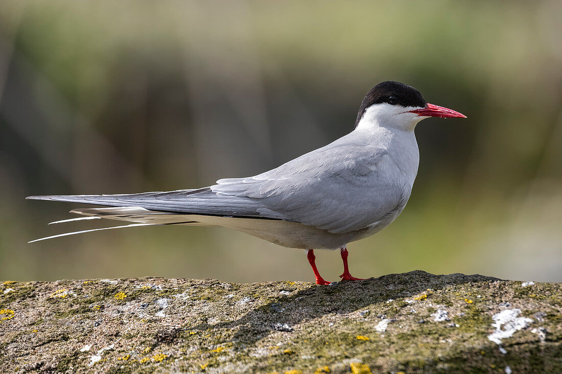 Artic tern on the cliff, Isle of Lunga, Treshnish Isles, Scotland, Europe