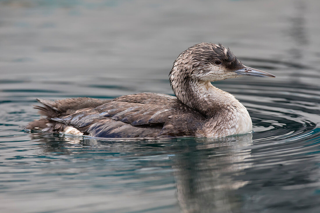 Gavia arctica auf dem Hafen, Savona-Provinz, Ligurien-Bezirk, Italien, Europa