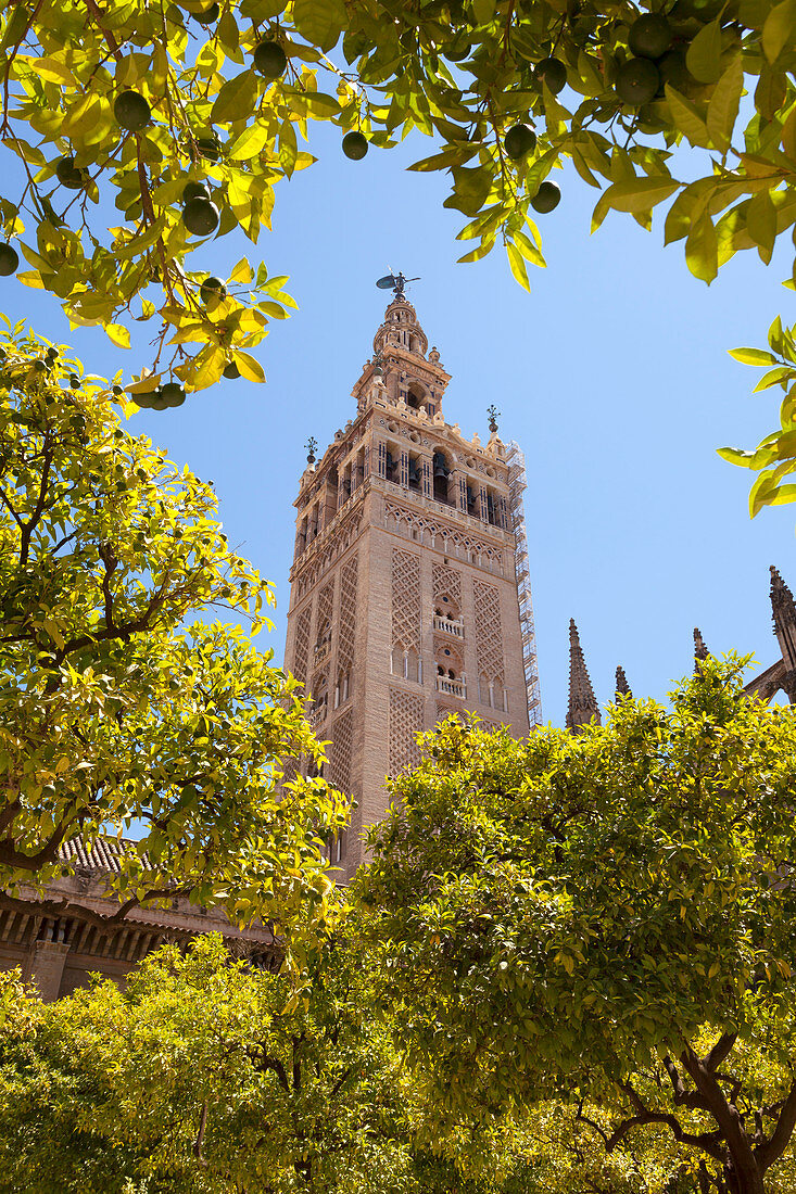 La Giralda bell tower from orange court, Seville, province of Seville, Andalusia, Spain