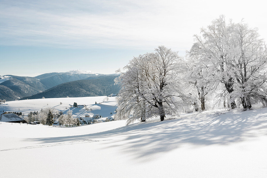 Snow-covered beeches (Fagus) in winter, Schauinsland, near Freiburg im Breisgau, Black Forest, Baden-Wurttemberg, Germany