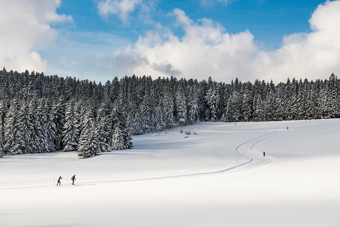 Snowy landscape and cross country skiers, Thurner, near Hinterzarten, Black Forest, Baden-Wurttemberg, Germany