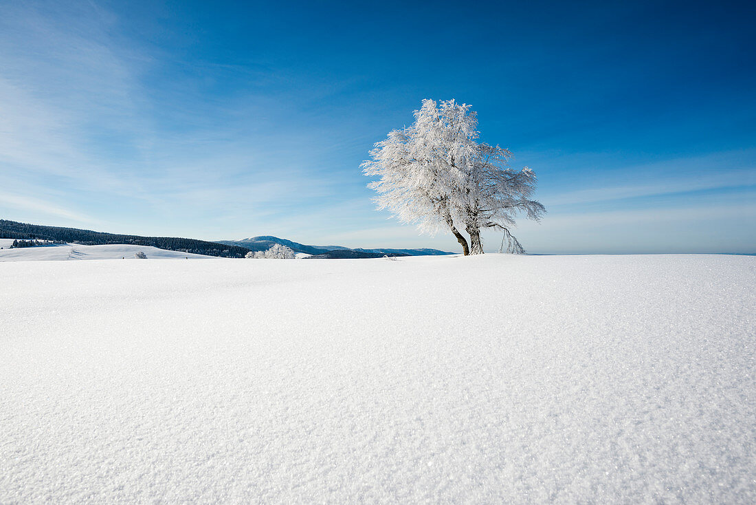 Snow-covered beeches (Fagus) in winter, Schauinsland, near Freiburg im Breisgau, Black Forest, Baden-Wurttemberg, Germany