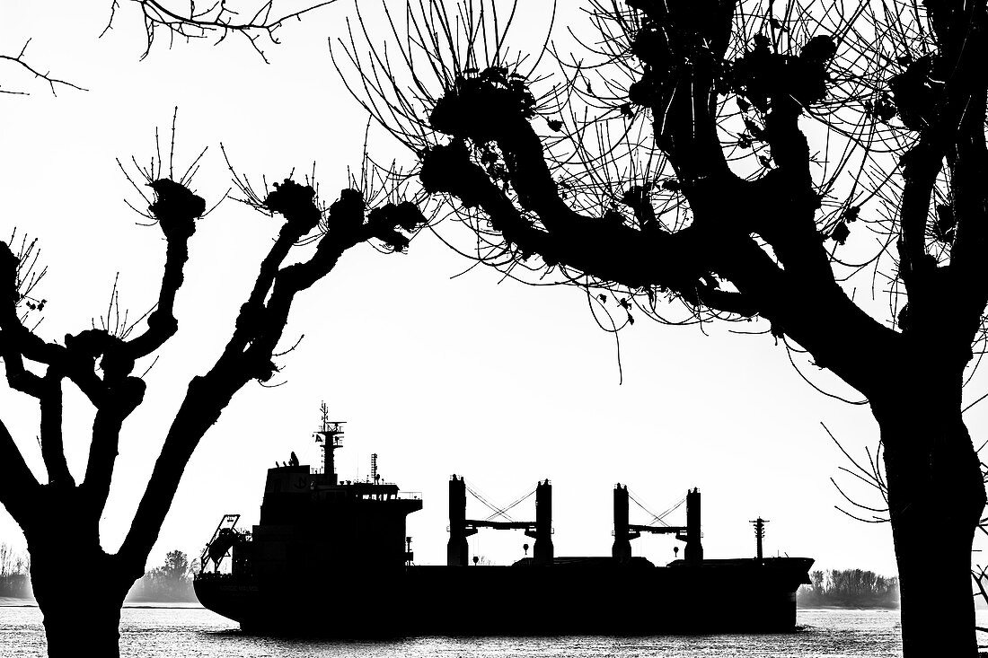 Silhouette eines Frachtschiffes auf der Elbe, umrahmt von markanten Bäumen, Hamburg, Deutschland