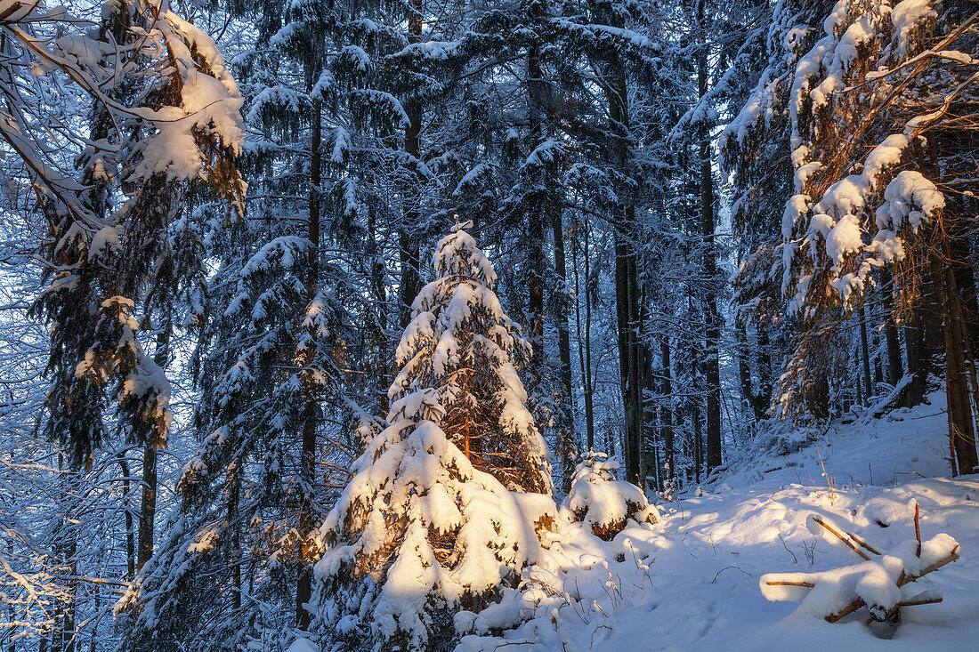 Snow-covered winter forest near Bad Bayersoien, Upper Bavaria, Bavaria, Germany