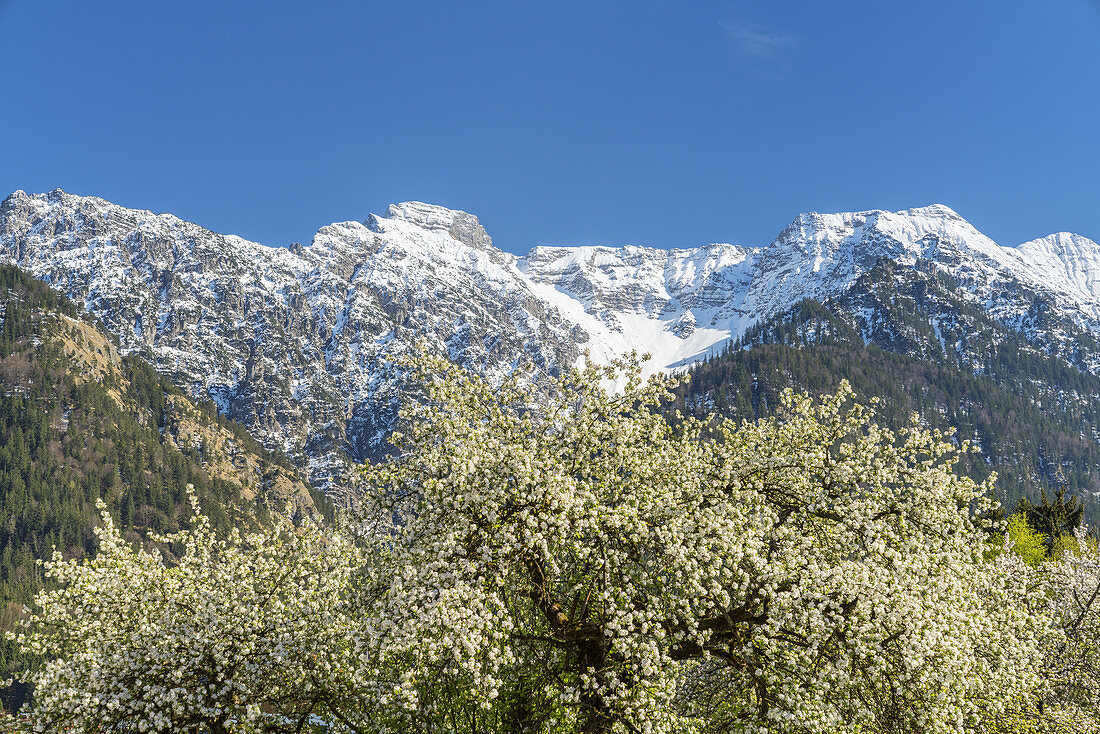 Frühling in Eschenlohe vor den schneebedeckten Bergen des Estergebirge, Oberbayern, Bayern, Deutschland