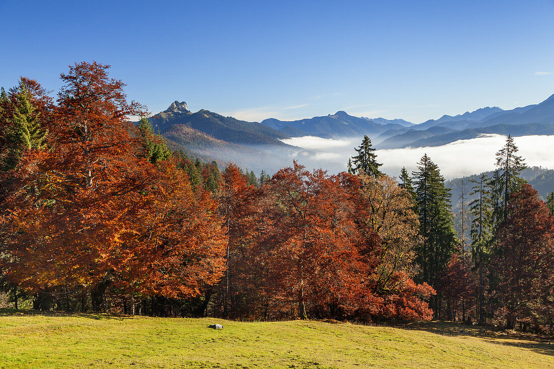 View from the Mitter hut on the Gerstenrieder head to the Tegernsee mountains with Ross and Buchstein, Lenggries, Upper Bavaria, Bavaria, Germany,