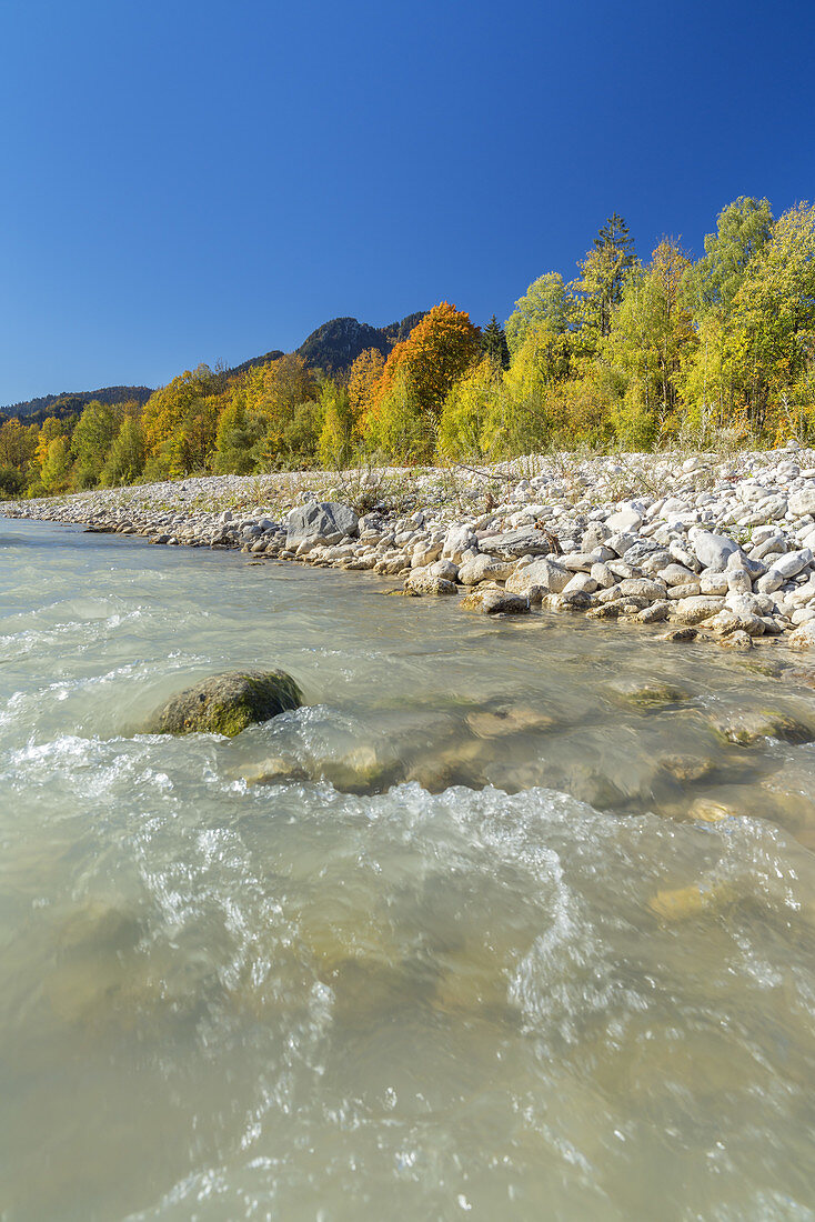 Autumn at the river Isar, Lenggries, Tölzer Land, Upper Bavaria, Bavaria, Germany