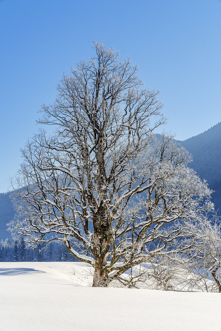 Linde im Winter, Letten, Lenggries, Tölzer Land, Isarwinkel, Oberbayern, Bayern, Deutschland