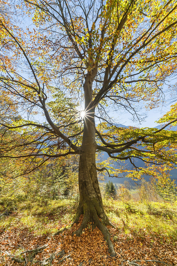 Buche im Herbstwald, Oberau, Werdenfelser Land, Oberbayern, Bayern, Deutschland